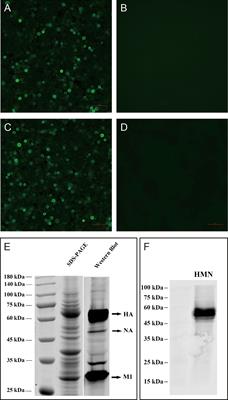 Supplementation of H7N9 Virus-Like Particle Vaccine With Recombinant Epitope Antigen Confers Full Protection Against Antigenically Divergent H7N9 Virus in Chickens